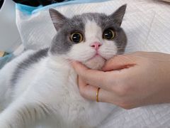 -灵美宠物诊所