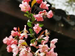 -莫愁湖公园