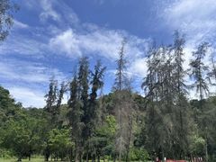 -南宁良凤江国家森林公园