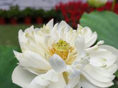 -陈家山荷花公园