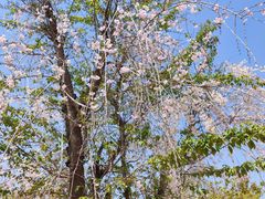 -古柏渡飞黄旅游区