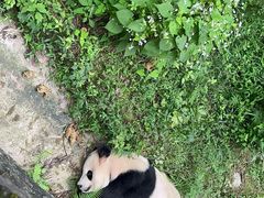 -都江堰中华大熊猫苑