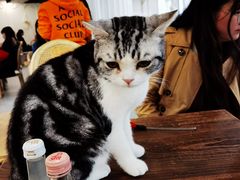 -共舞时光猫咖·狗咖(新街口店)