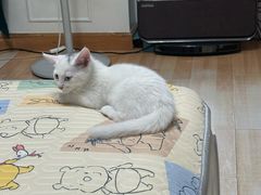 -中农大我爱我爱动物医院·核磁CT·猫病·24小时夜诊中心(石佛营店)