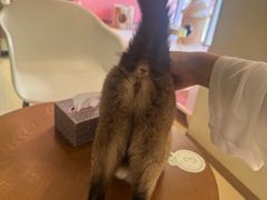 -藏猫猫咖啡主题馆(中央大道店)