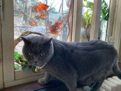 -海边的猫和咖啡馆