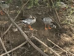 -哈素海