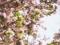 -海棠花溪(元大都城垣遗址公园)