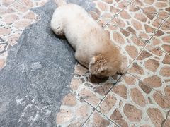 -帕帕拉兹宠物(亚洲旗舰店)