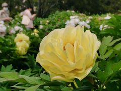 -莲花池公园