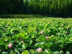 -艾溪湖湿地公园
