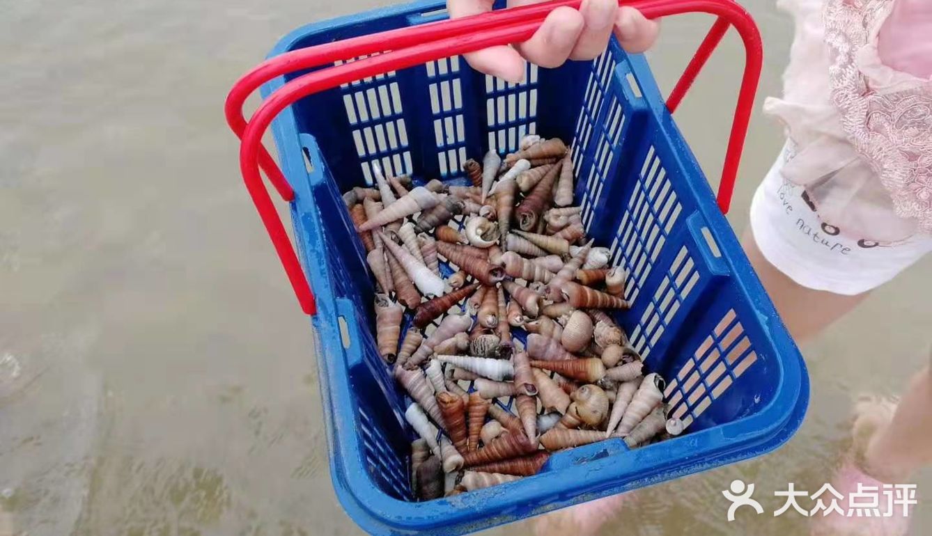 假期去哪玩？到湛江南三岛看海刮螺去