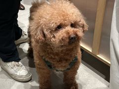 -香港池仔记肠粉王(博多新记襄阳南路店)
