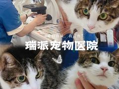 -瑞派新吉太郎宠物医院·重症转诊中心·泌尿道(嘉禾望岗院)