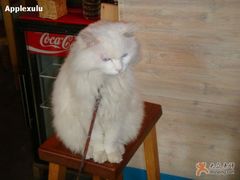 -Babycat私家御饼屋(龙头路一店)