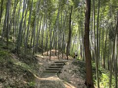 -上海佘山国家森林公园天马山园