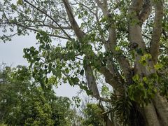 -中国科学院西双版纳热带植物园