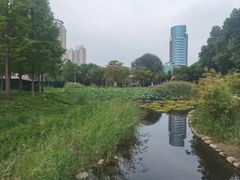 -紫荆山公园