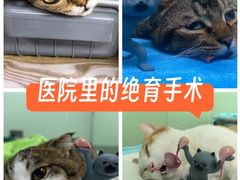 -东莞宠友24H宠物中心医院·转诊夜诊·异宠(新河北路院)