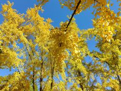 -三里屯东五街银杏大道