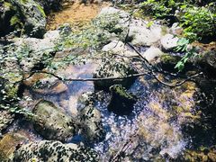 -王顺山国家森林公园