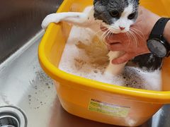 -喜洋洋宠物医院(震川路总店)