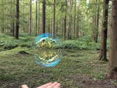 -黄海国家森林公园