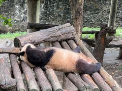 -都江堰中华大熊猫苑