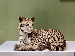 -国家自然博物馆