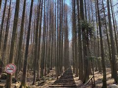 -武陵山森林公园