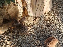 -佛冈森波拉度假区