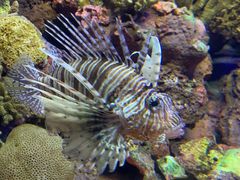 -上海海洋水族馆