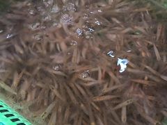 -小铜锣湾海鲜家常菜馆(河西店)