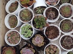 -好利来(彩香店)