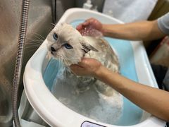 -PETKIT小佩宠物·低压洗护(国顺东路店)