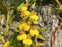 -莫里热带雨林景区