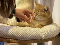 -Catmate·猫肥家润(金润铂宫店)