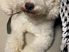 -瑞派康怡24h宠物医院·犬猫医疗中心·微创绝育(瑞景分院)