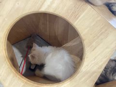 -楼上猫咖(罗湖店)