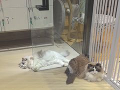-藏猫猫咖啡主题馆(中央大道店)