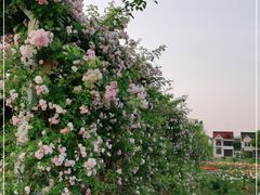 -龙寺生态园