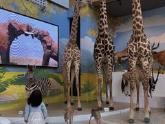 -陕西自然博物馆