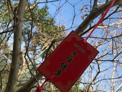 小教堂外的树-东部华侨城