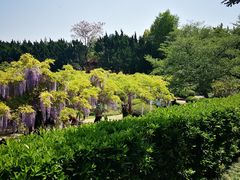 -嘉定紫藤园