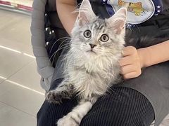 -lincat·猫舍(广州店)