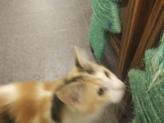 -猫色咖啡·猫咖