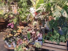 -自由生长植物工作室(深港花卉中心店)