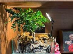 -广州长隆飞鸟乐园