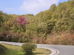 -贵州百里杜鹃风景名胜区