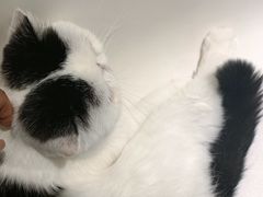 -藏猫猫咖啡主题馆(中央大道店)